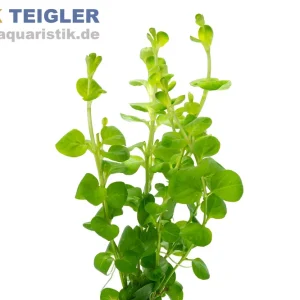 Pfennigkraut, Lysimachia nummularia, Topf Beliebt